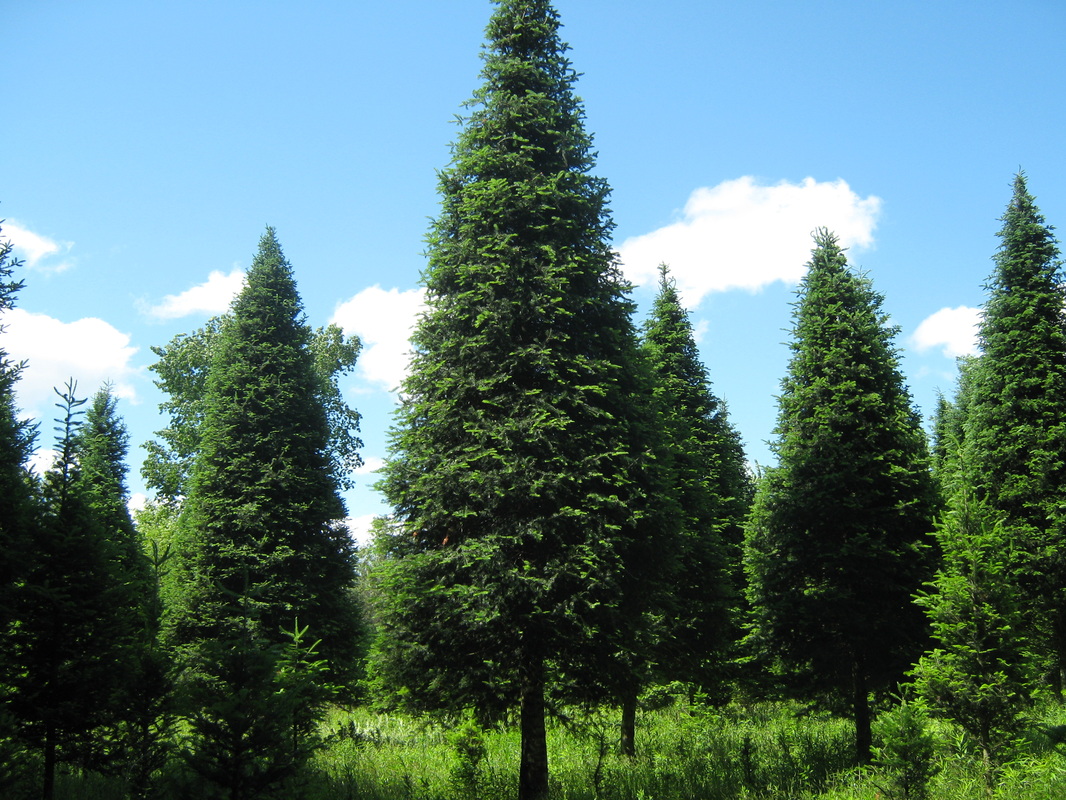30 foot tree plantation re enos 3 foot christmas trees